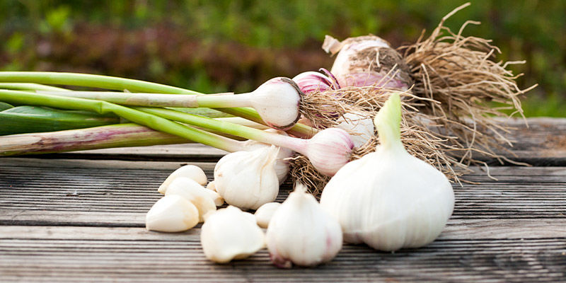 Vitlök Garlic