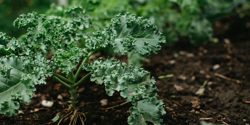 Grönkål Kale