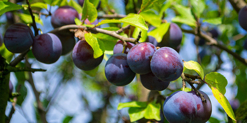 Plums Plums