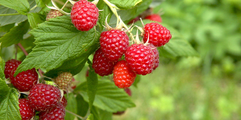 Hallon Raspberries