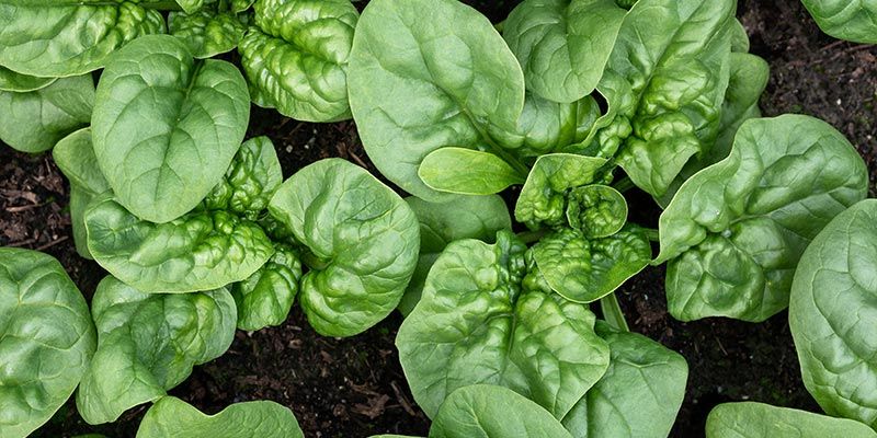 Spenat Spinach