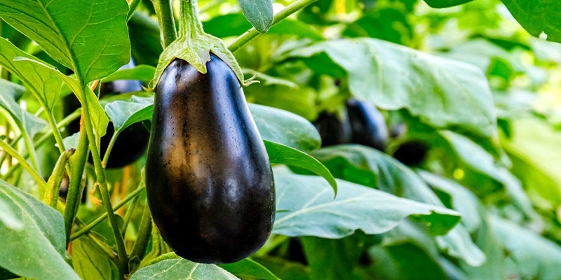 Aubergine/Eggplant Aubergine/Eggplant