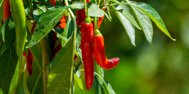 Chili/paprika Chillies/Peppers