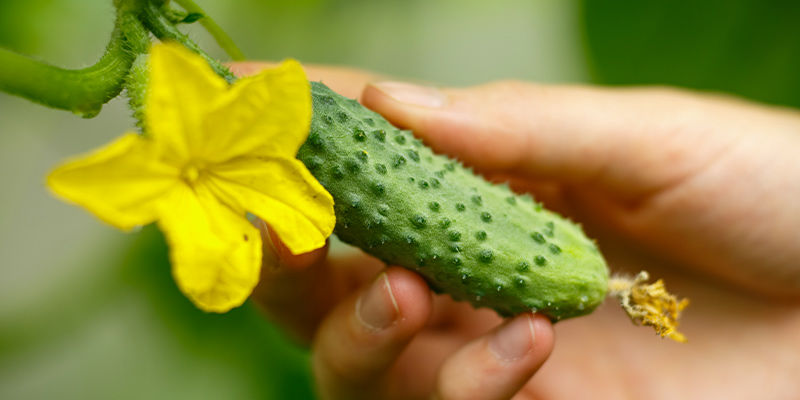 Gurka Cucumber