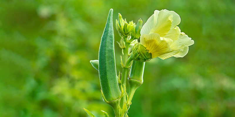 Okra Okra