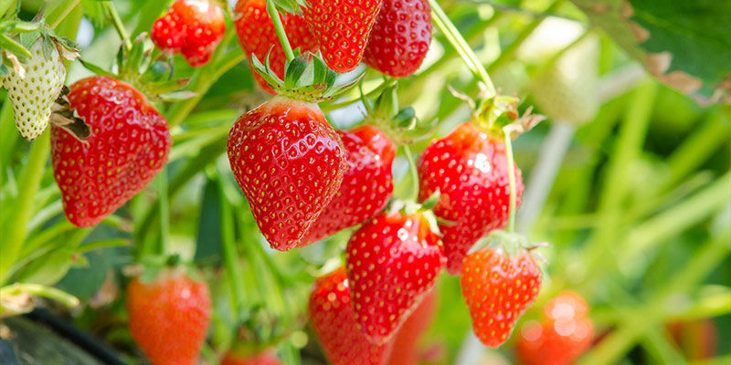 Strawberries Strawberries