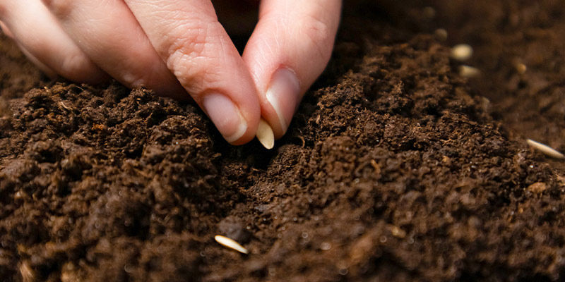 När ska man så frön? When To Sow Seeds?