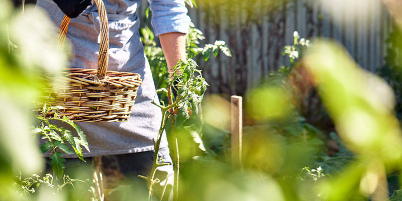 Varför odla frukt och grönsaker i varma miljöer? Why Grow Fruits And Vegetables In Warm Environments?