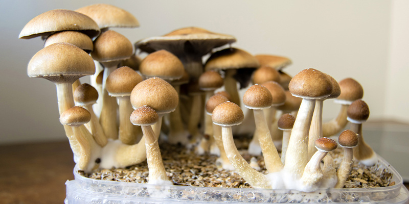 Att använda flytande kulturer: Rika svampskördar väntar Using liquid cultures: Bountiful mushroom harvests await