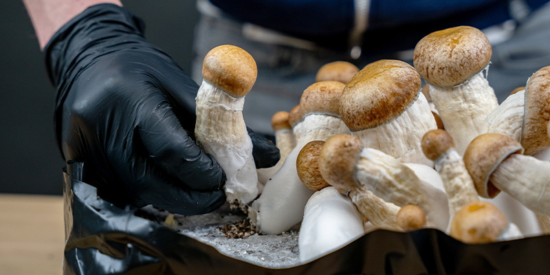 Skörda svamparna när de är mogna Harvest your mushrooms once they are mature