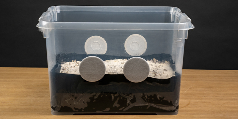 Häll av vattnet och placera kittet i din fruktkammare Drain the water from your kit and place it inside its fruiting chamber