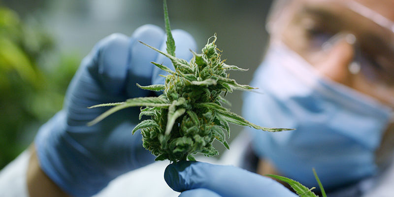Vad är F1-hybridfrön? What Are F1 Hybrid Seeds?