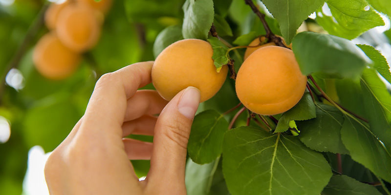 Aprikoser Apricots