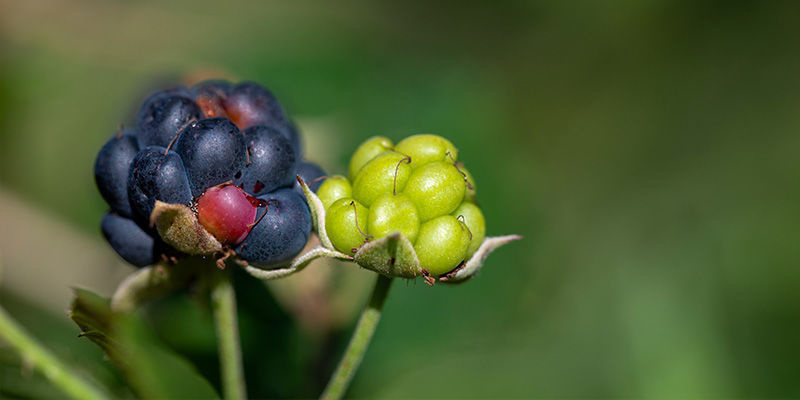 Björnbär Blackberries