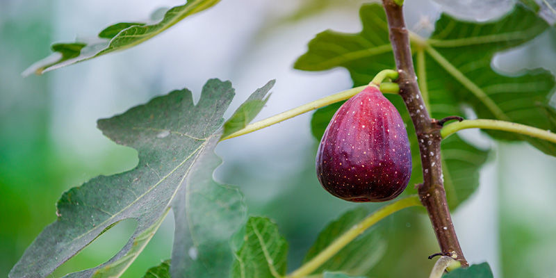Fikon Figs
