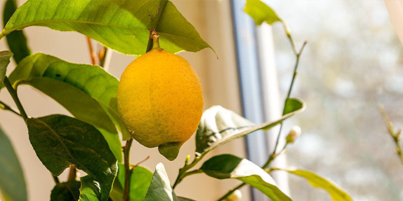 Citron Lemon