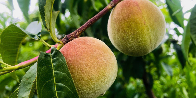 Persikor Peaches