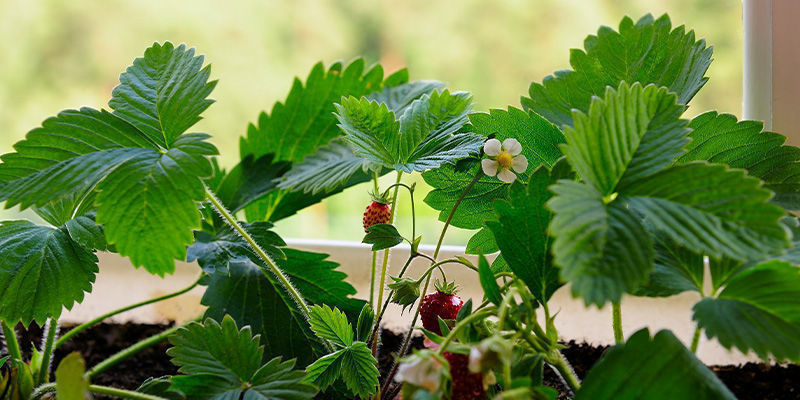 Jordgubbar Strawberries