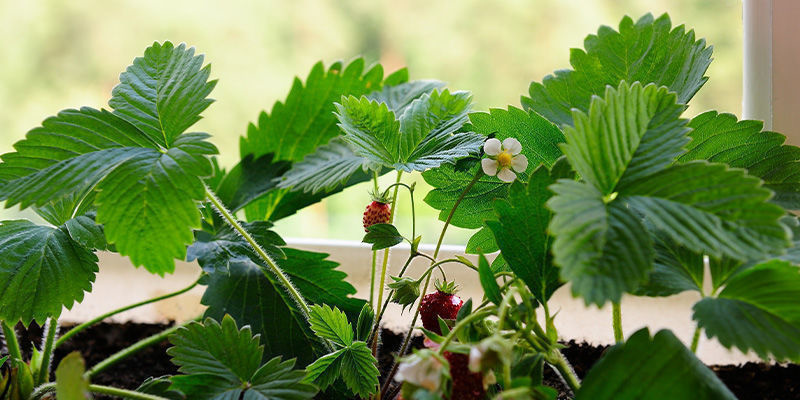 Varför odla frukt inomhus? Why grow fruits indoors?