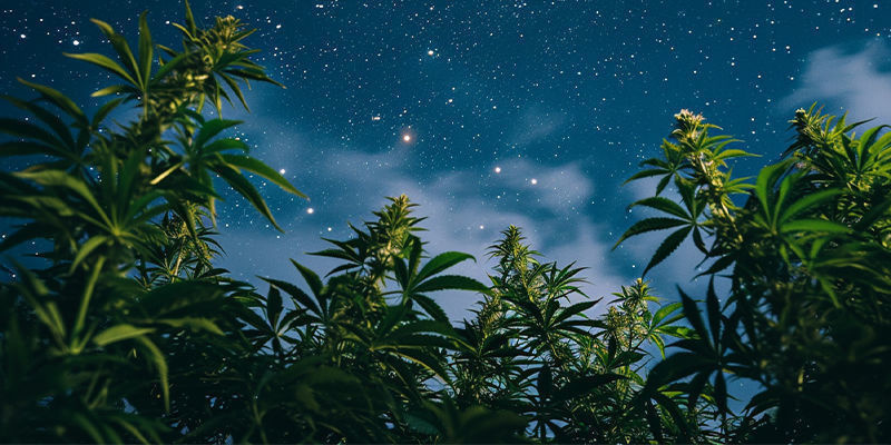 Så här hittar du riktigt bra cannabis This is the way to great cannabis