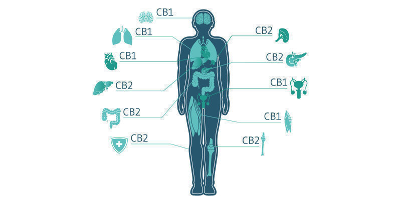 Interaktion med det endocannabinoida systemet Interaction With The Endocannabinoid System