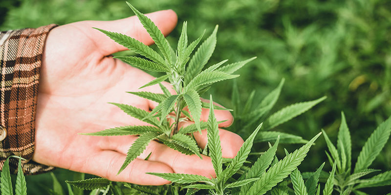 Kan plantor återhämta sig från vindbränna? Kan plantor återhämta sig från vindbränna?