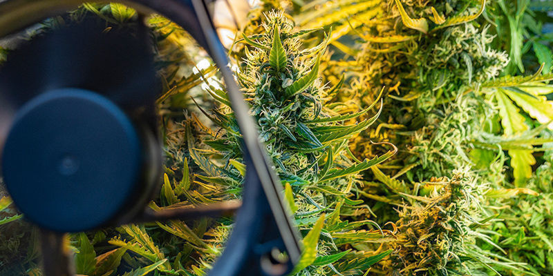 Förebygga vindbränna på cannabis Förebygga vindbränna på cannabis