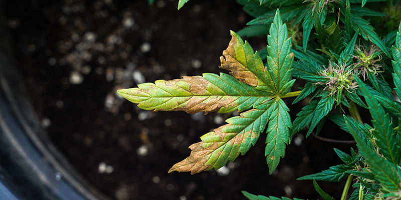 Hur ser vindbränna ut på cannabis? What Does Wind Burn Look Like In Cannabis?
