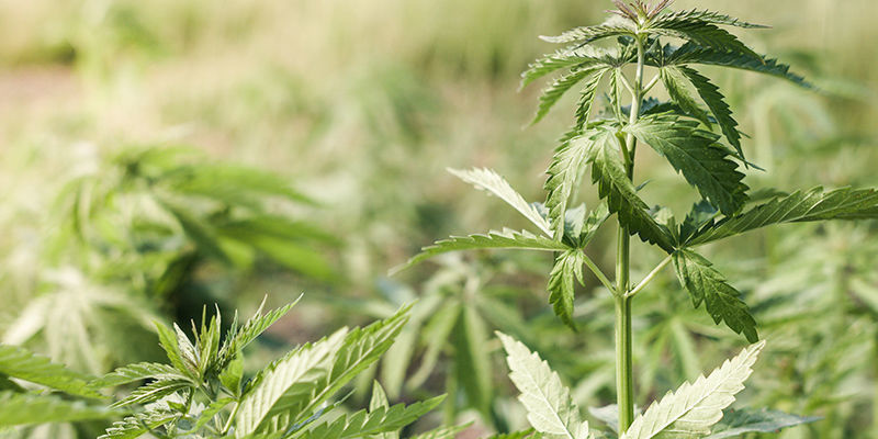 Vad är vindbränna på cannabis? Vad är vindbränna på cannabis?