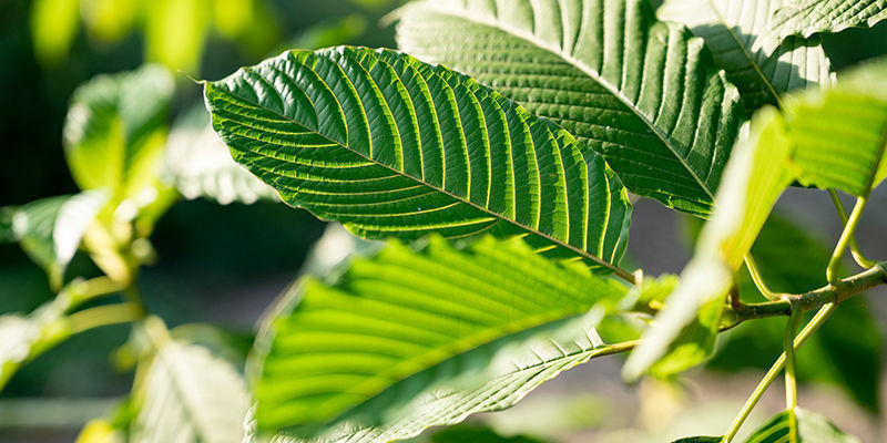 Ger olika typer av kratom olika effekter? Ger olika typer av kratom olika effekter?
