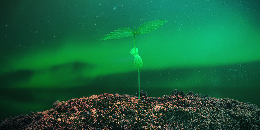 Så odlar du Northern Lights SÅ ODLAR DU NORTHERN LIGHTS