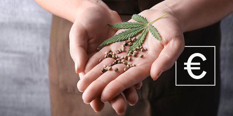 Hur mycket kostar cannabisfrön? Hur mycket kostar cannabisfrön?