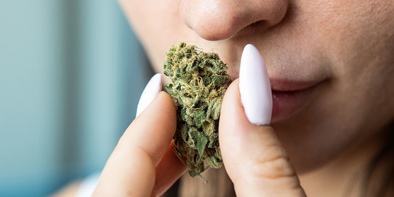 Vilka egenskaper har bra cannabis? What Are The Qualities Of Good Cannabis?