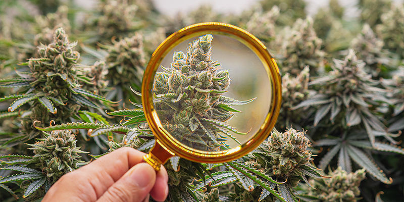 Vad är nytt inom cannabisforskning? What's New In Cannabis Research?