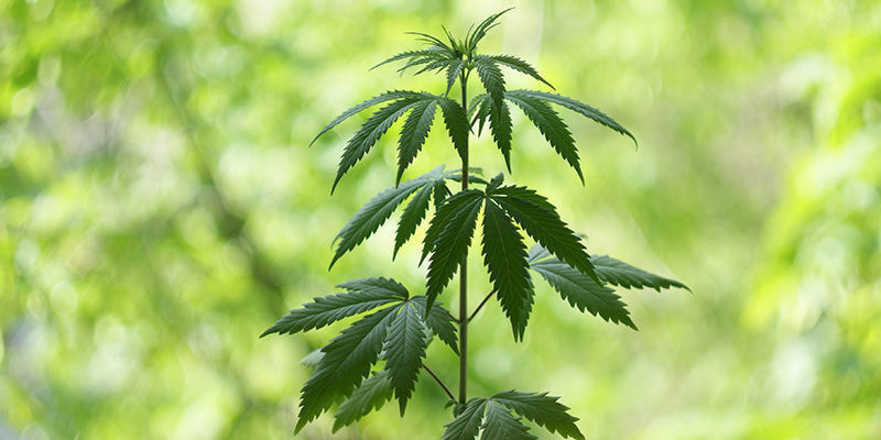 När börjar cannabisens vegetativa fas? När börjar cannabisens vegetativa fas?