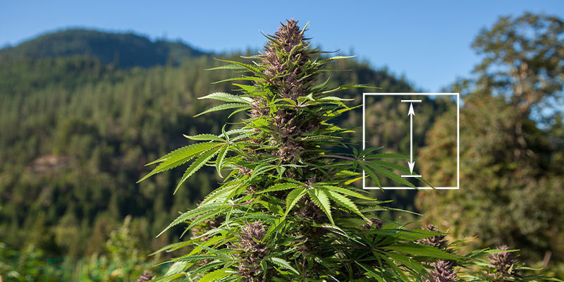 Vilken cannabisplanta är högst? Vilken cannabisplanta är högst?