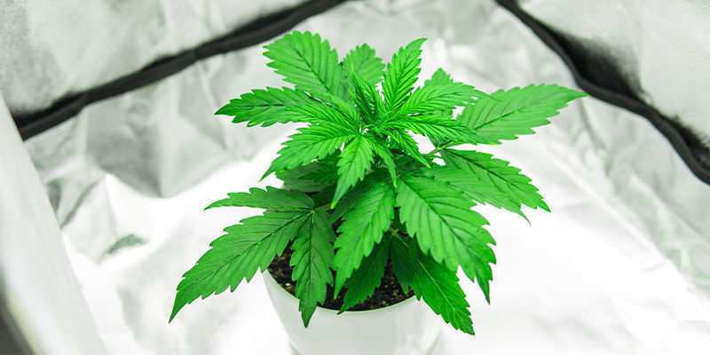 Allt-i-ett-odlingsboxar för cannabis Allt-i-ett-odlingsboxar för cannabis