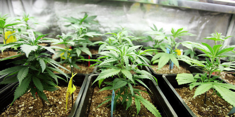 Odla med nästa generations odlingsteknik för cannabis Cultivating A New Age Of Cannabis Growing Tech