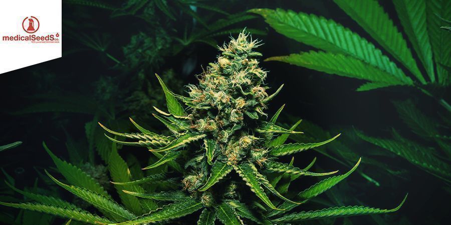 Channel+ – Medical Seeds Channel+ – Medical Seeds