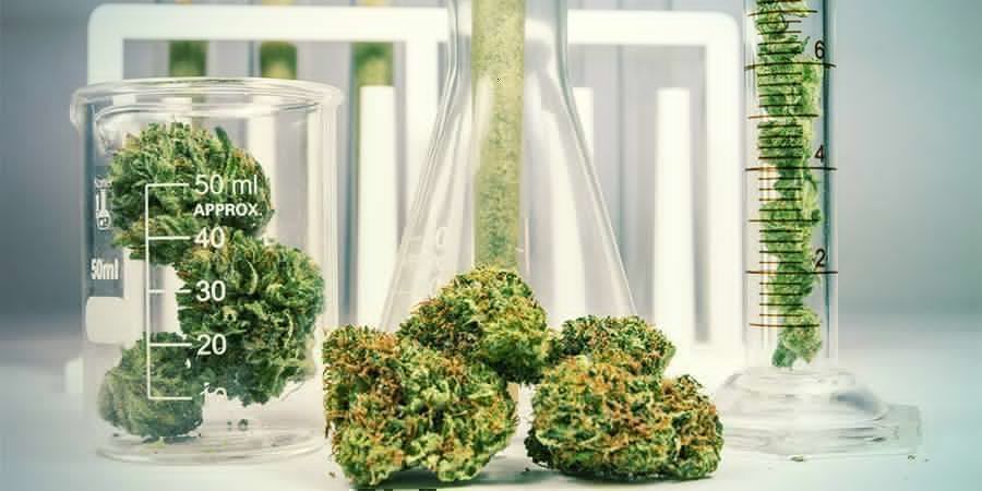 Cannabis: En kemiskt komplex växt Cannabis: A Chemically Complex Herb