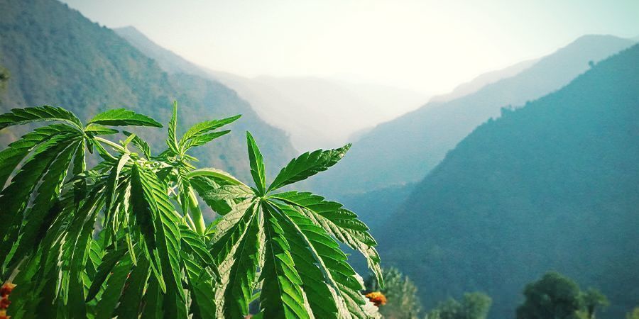 Hur fungerar terpener? How Do Terpenes Work?