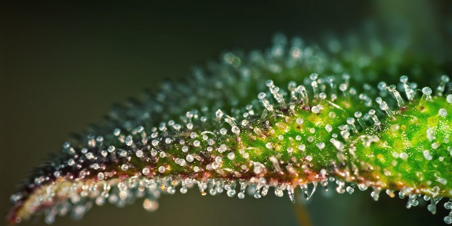 Terpener