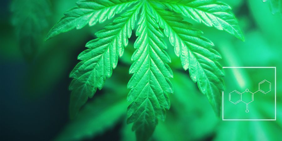 Vad är funktionen hos flavonoider, terpener och terpenoider? Vad är funktionen hos flavonoider, terpener och terpenoider?