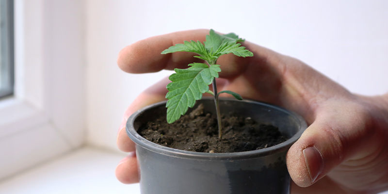 Odla din egen fönsterbrädecannabis redan i dag Odla din egen fönsterbrädecannabis redan i dag