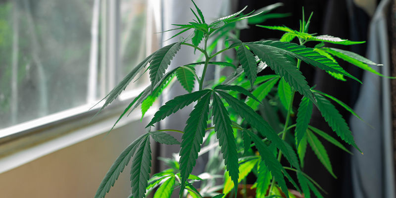 Odla cannabis på din fönsterbräda Odla cannabis på din fönsterbräda