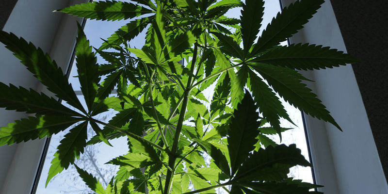 Välj rätt sort Picking The Right Strain