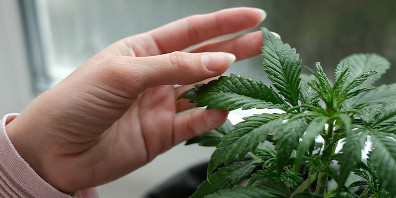 Nackdelarna med att odla cannabis på en fönsterbräda Nackdelarna med att odla cannabis på en fönsterbräda