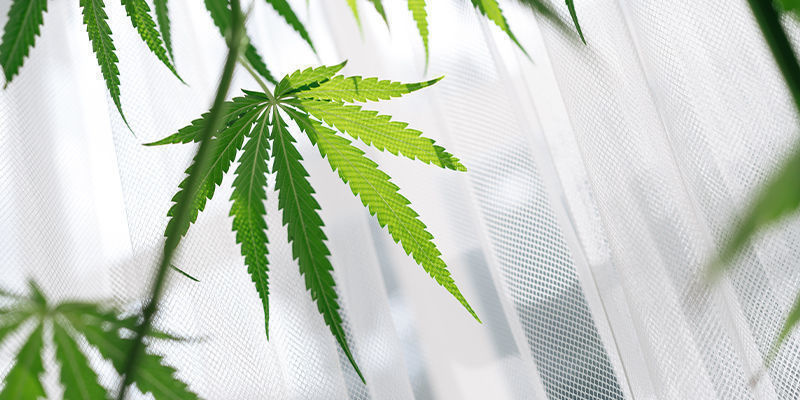 Fördelarna med att odla cannabis på en fönsterbräda Fördelarna med att odla cannabis på en fönsterbräda