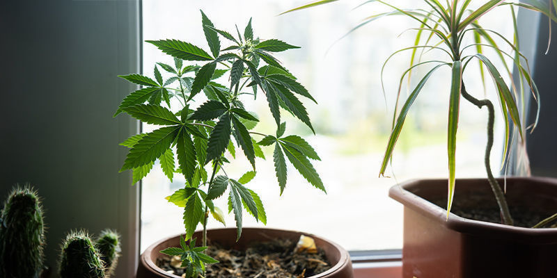 Varför odla cannabis i fönsterkarmen? Varför odla cannabis i fönsterkarmen?