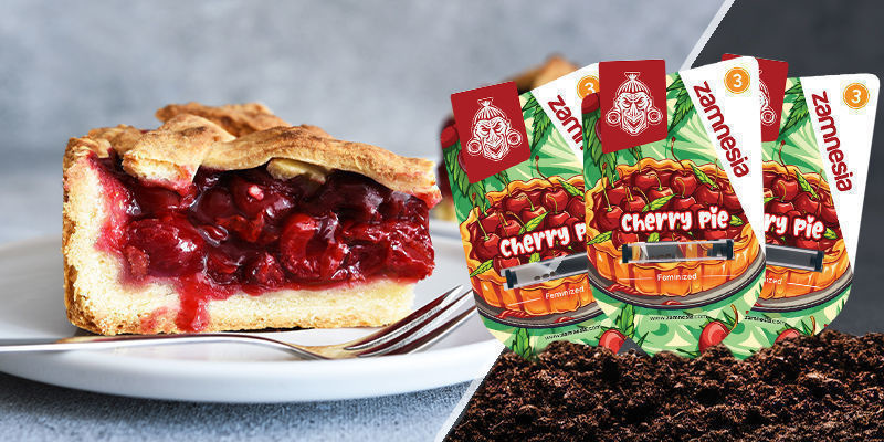 Cherry Pie Cherry Pie